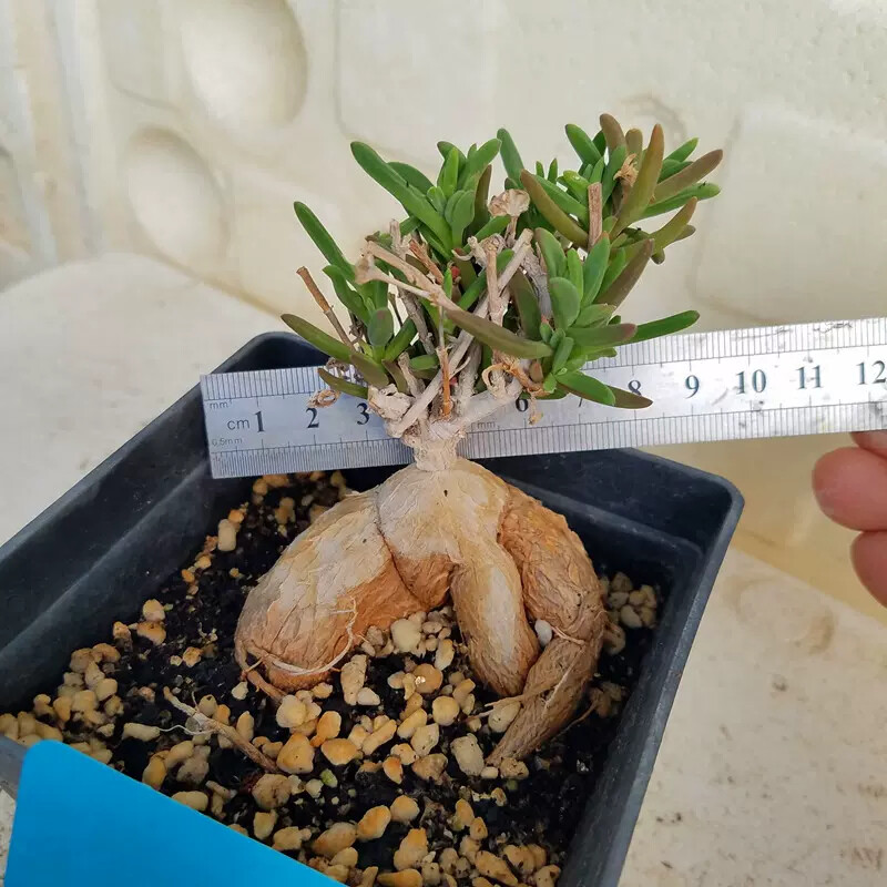 7cm Delosperma Bosseranum Marais