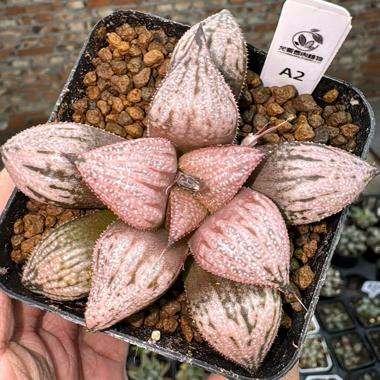 6-7cm Haworthia Magnifica Var.Splendens Princess