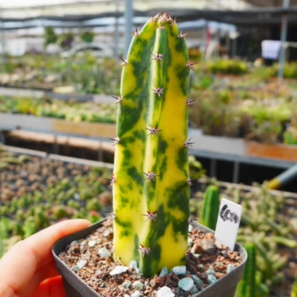 8-10cm Harrisia Jusberti Variegated