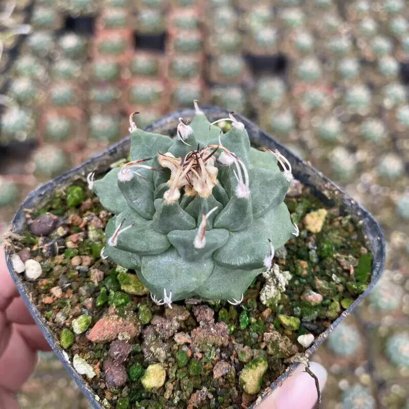 3-3.5cm Turbinicarpus Alonsoi