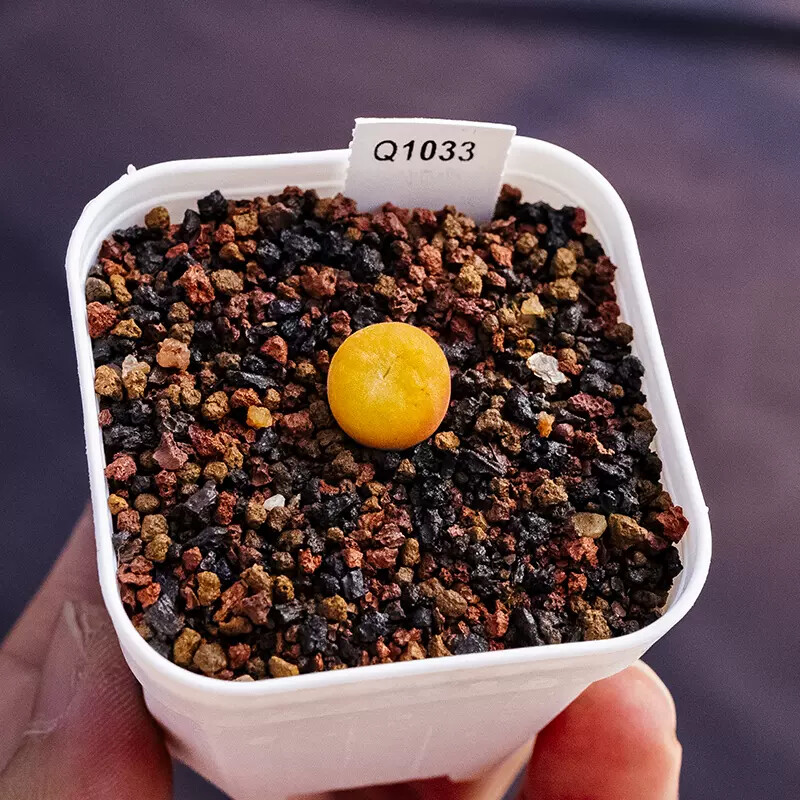 1cm Conophytum Concavum