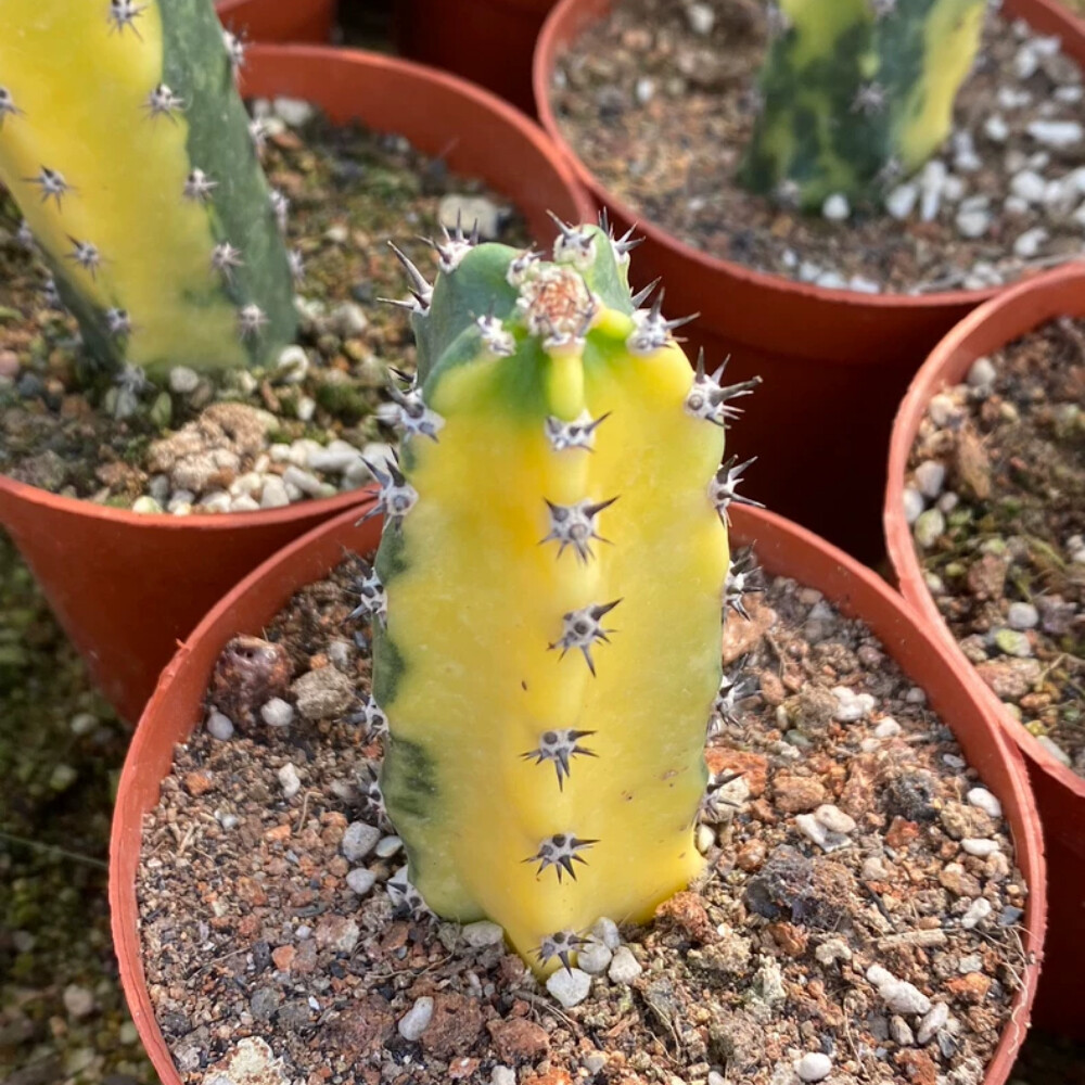 8-10cm Harrisia Jusberti Variegated