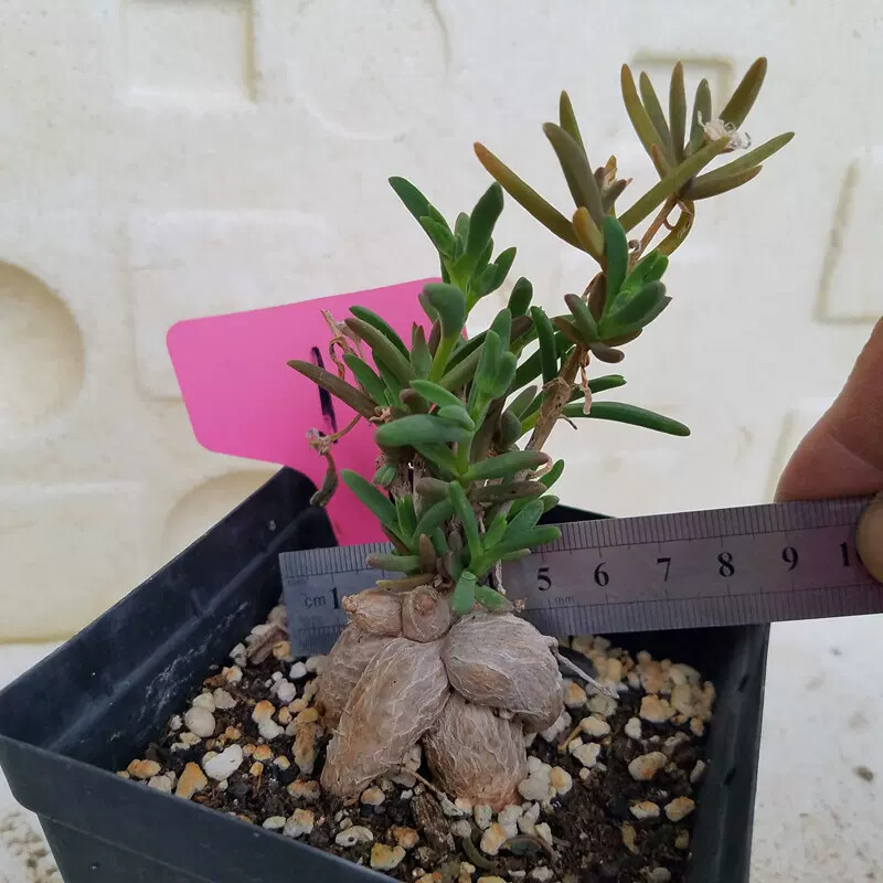 7cm Delosperma Bosseranum Marais