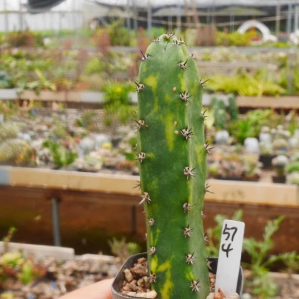 8-10cm Harrisia Jusberti Variegated