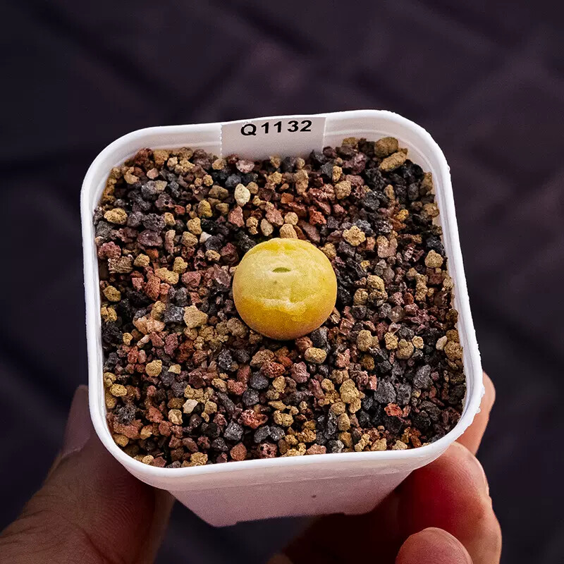 1cm Conophytum Concavum