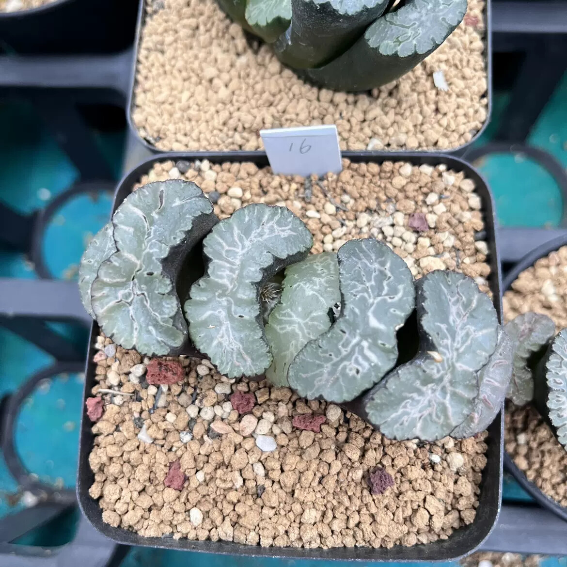 6-7cm Haworthia Truncata Utamaro