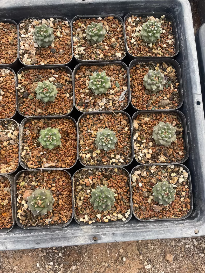 3-3.5cm Turbinicarpus Alonsoi