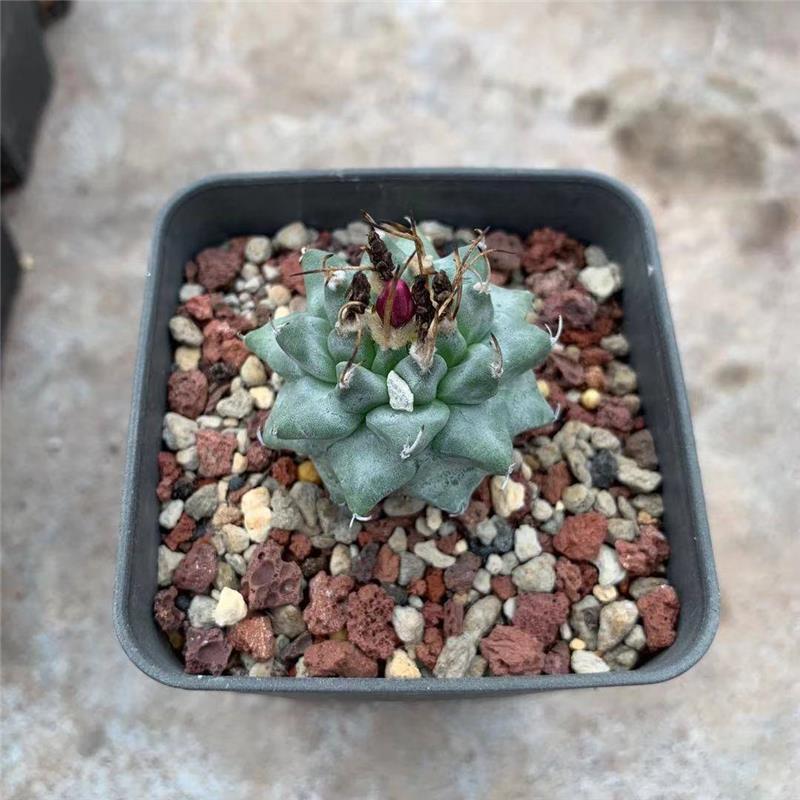 3-3.5cm Turbinicarpus Alonsoi