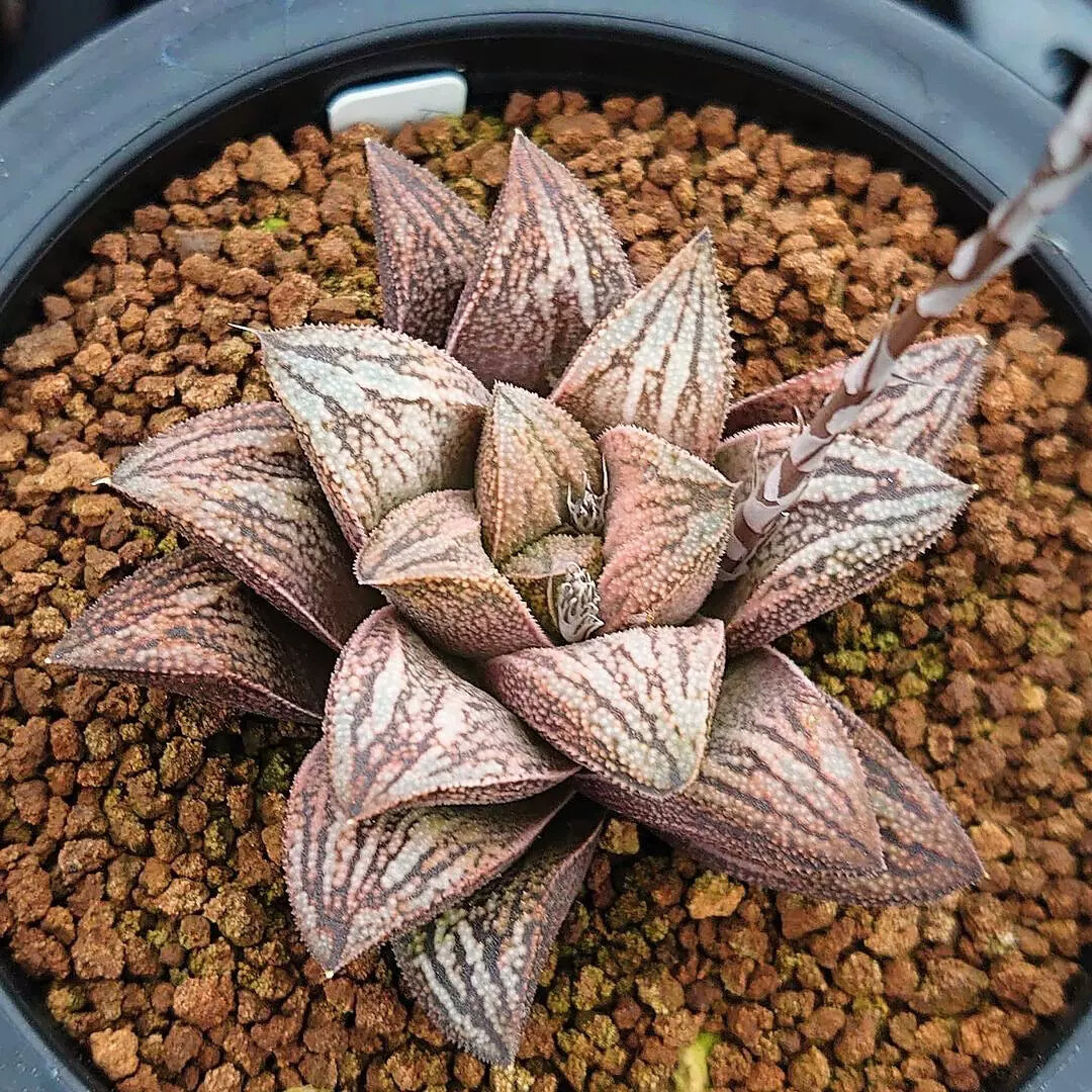 6-7cm Haworthia Emelyae Var. Majo
