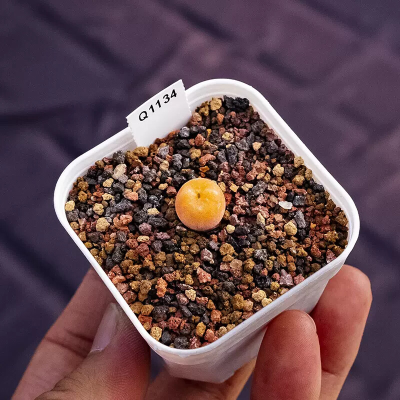 1cm Conophytum Concavum