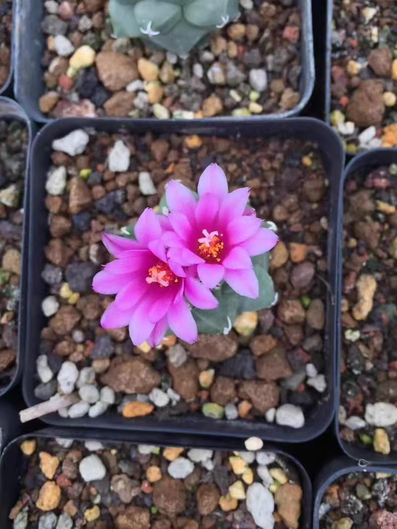 3-3.5cm Turbinicarpus Alonsoi