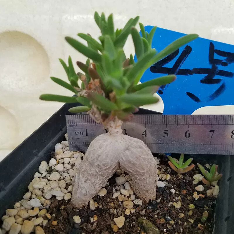 7cm Delosperma Bosseranum Marais