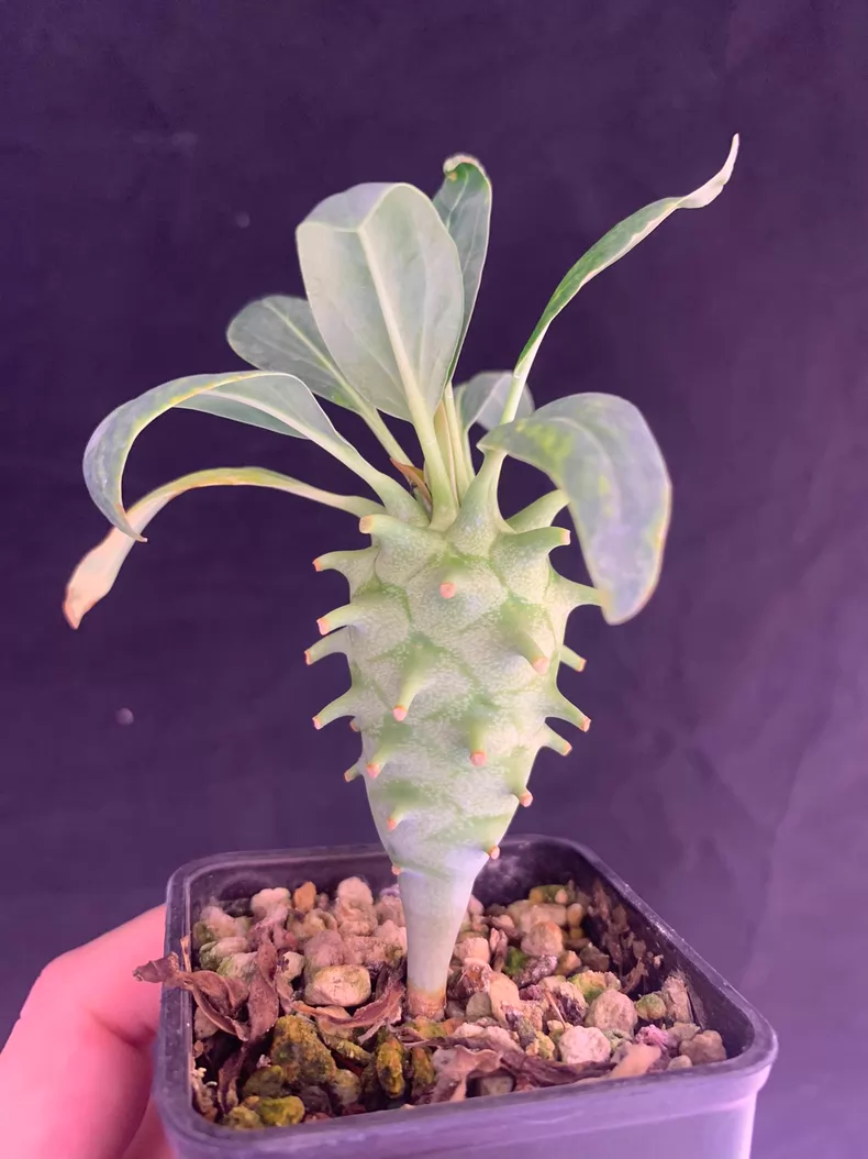 1.5-2cm Euphorbia longetuberculose