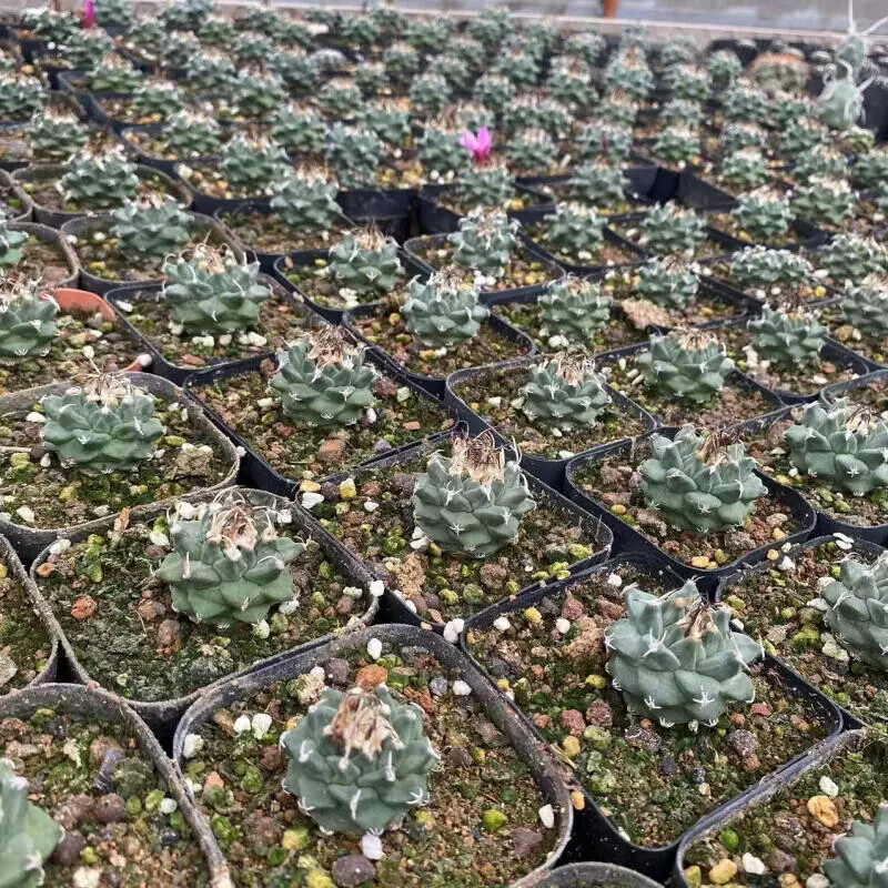 3-3.5cm Turbinicarpus Alonsoi