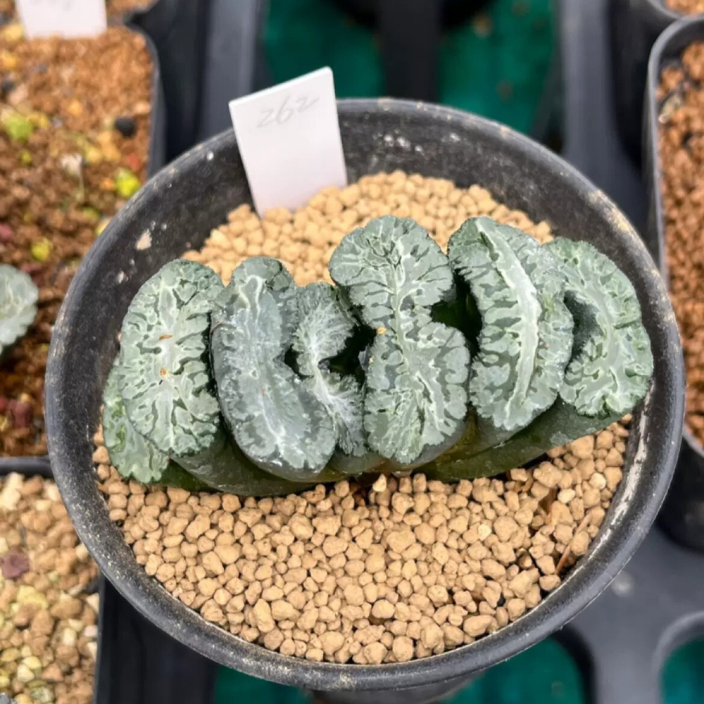 6-7cm Haworthia Truncata Utamaro