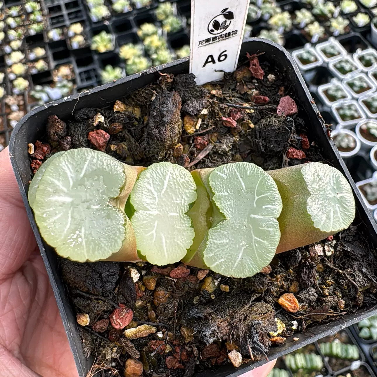 5-6cm Haworthia Truncata Schönland 'Hakua'