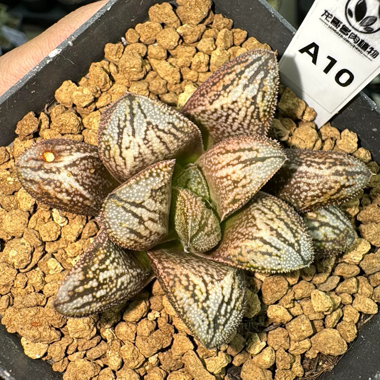 6-7cm Haworthia Emelyae Var. Majo