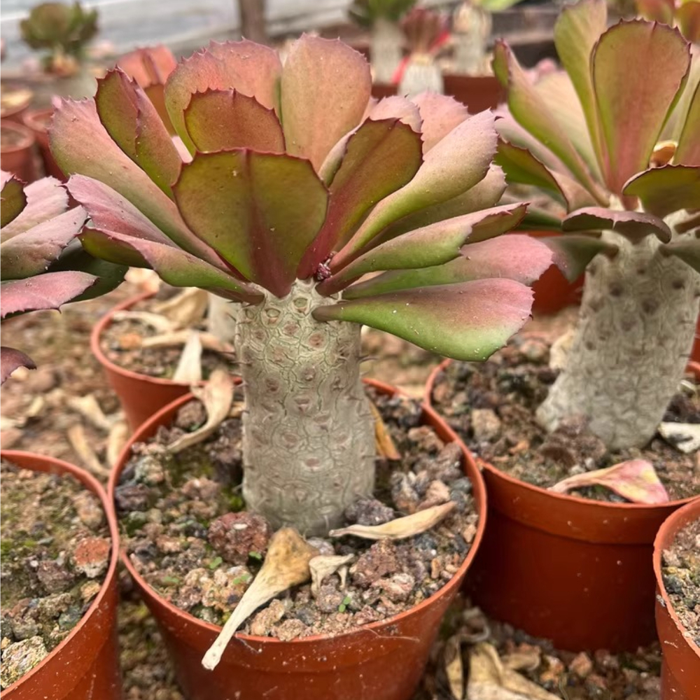 10cm Euphorbia unispina