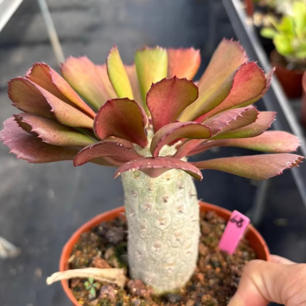 10cm Euphorbia unispina