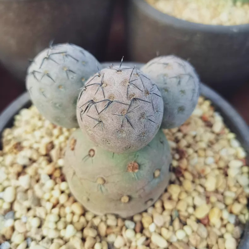 7-8cm Four Heads Tephrocactus geometricus