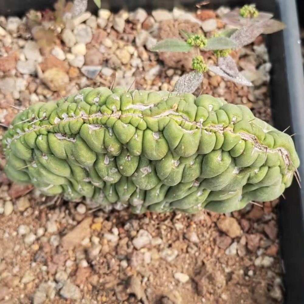 7-9cm  Eulychnia Castanea Cristata