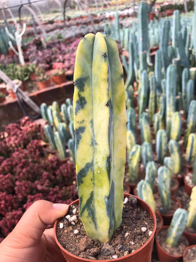 8-10cm Myrtillocactus geometrizans Variegated