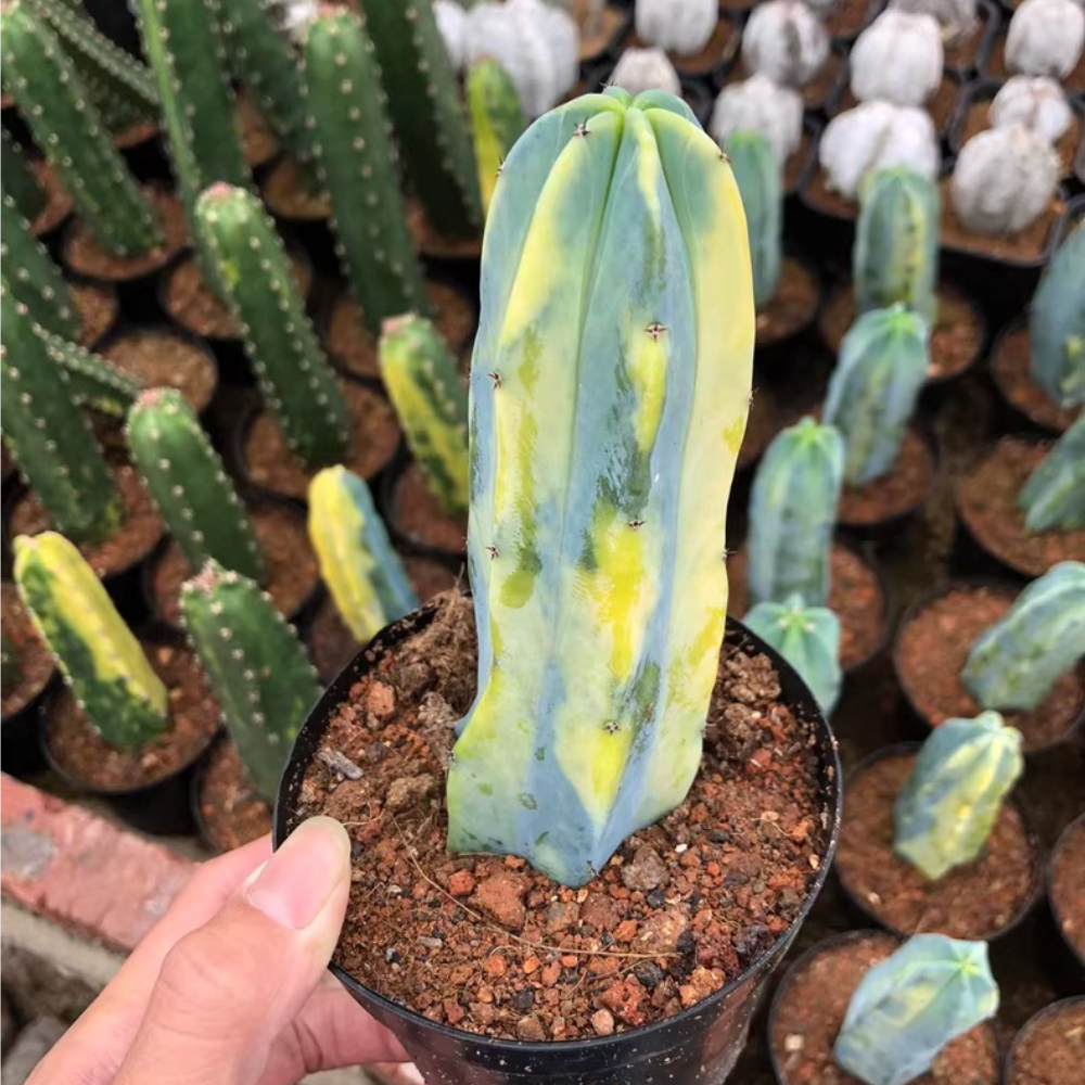 8-10cm Myrtillocactus geometrizans Variegated