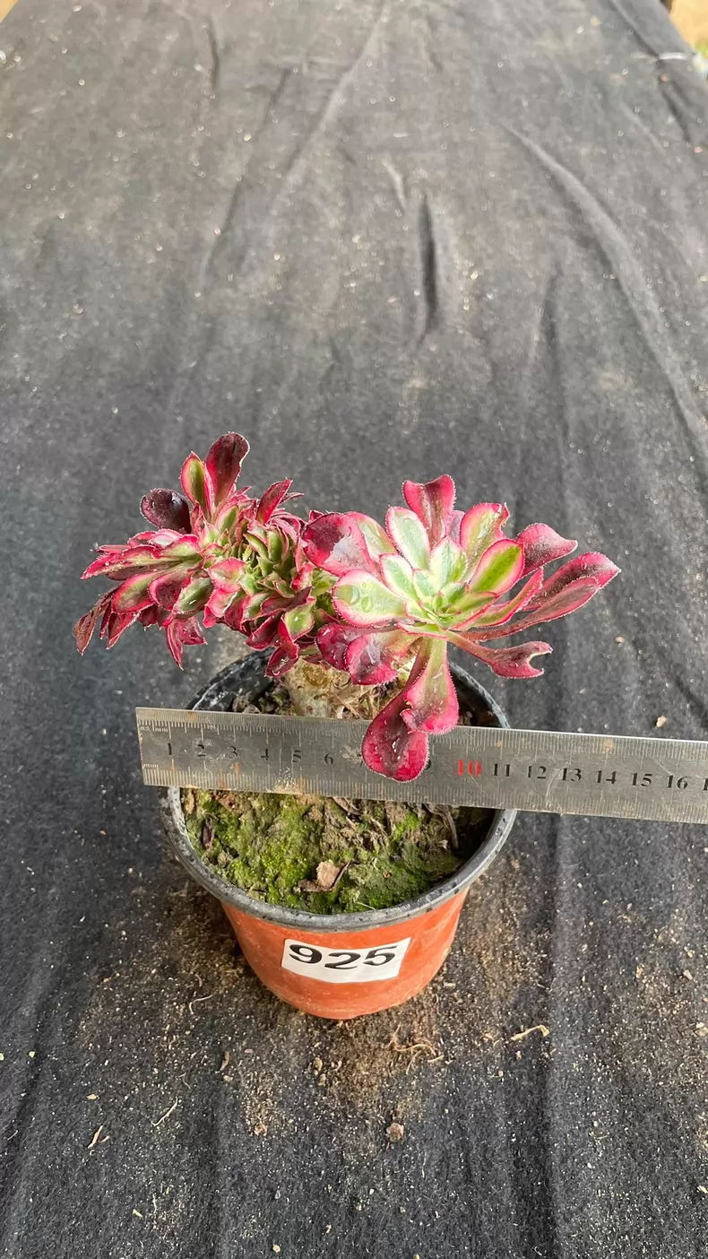 10cm Sempervivum Variegated Cristata