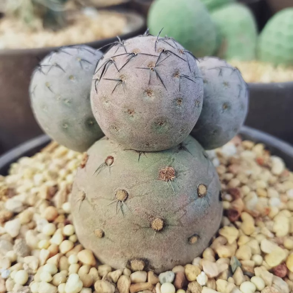 7-8cm Four Heads Tephrocactus geometricus