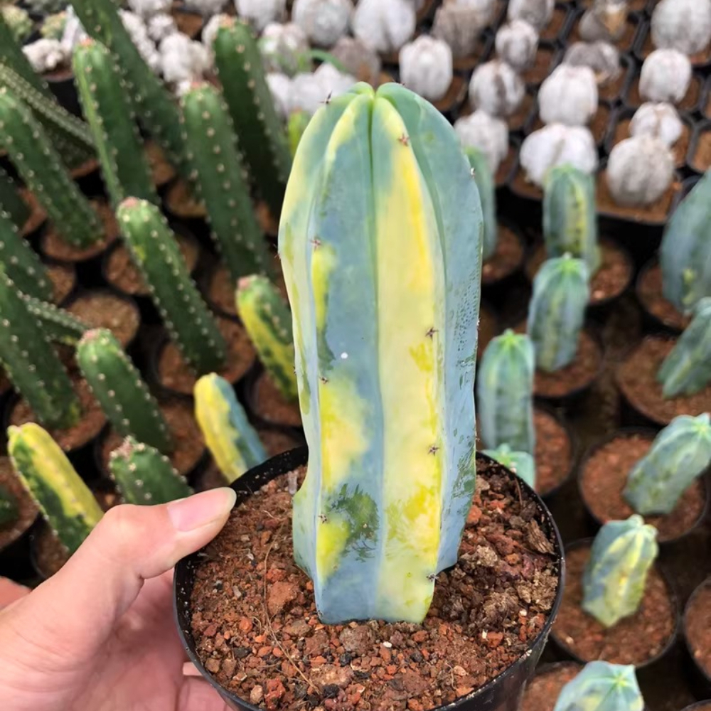 8-10cm Myrtillocactus geometrizans Variegated
