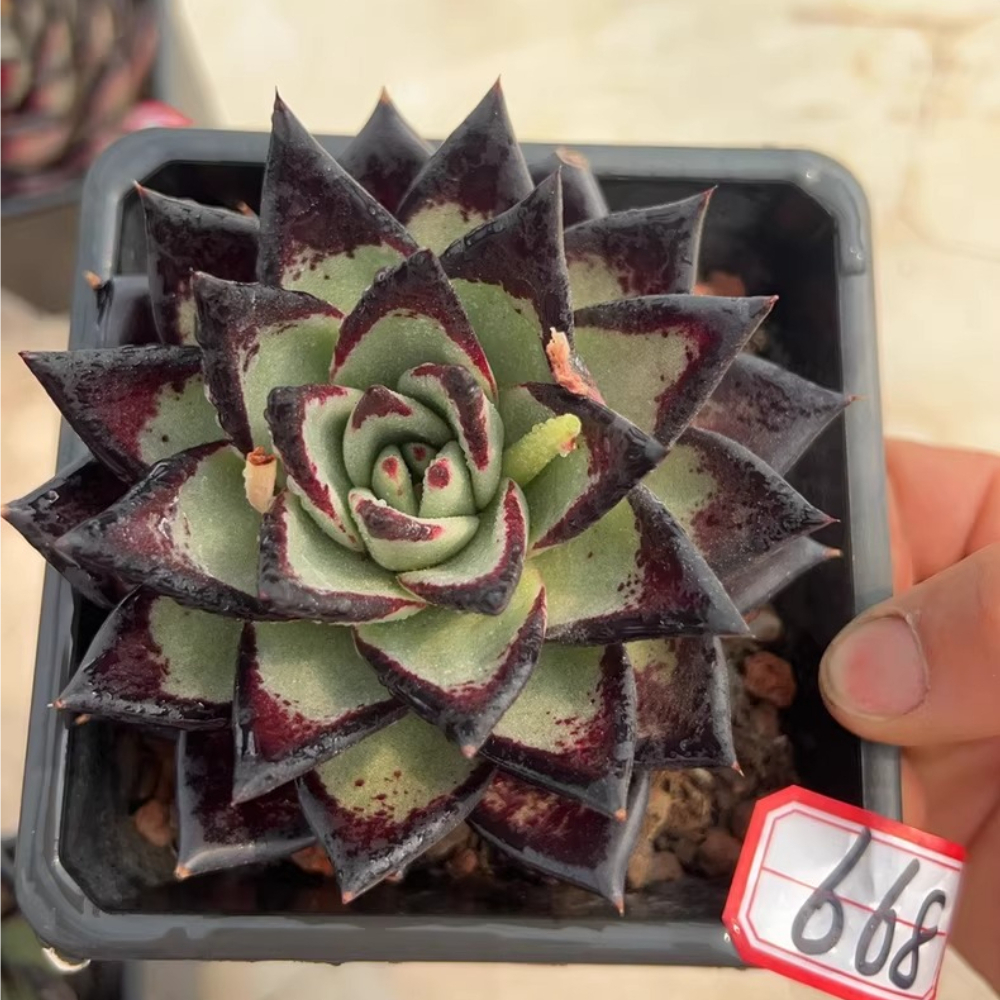 7-8cm Echeveria agavoides ebony
