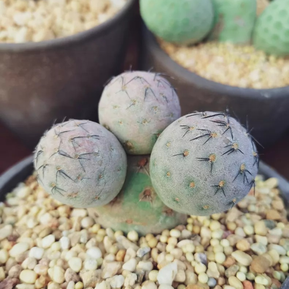 7-8cm Four Heads Tephrocactus geometricus