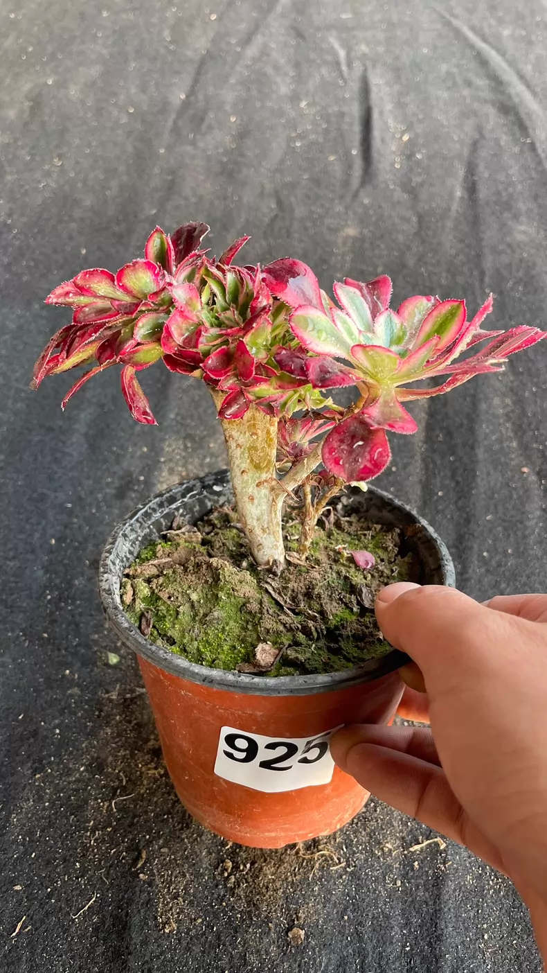 10cm Sempervivum Variegated Cristata