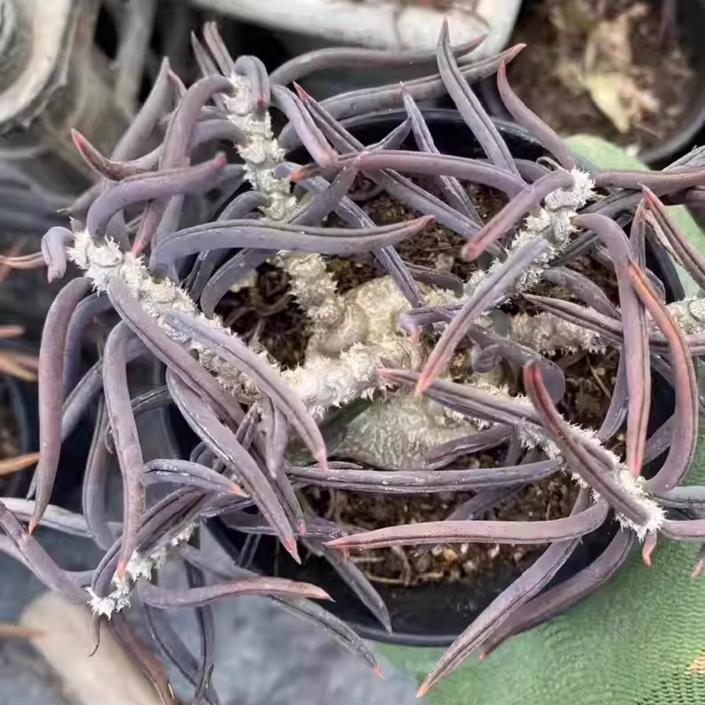 4-5cm Euphorbia cylindrifolia