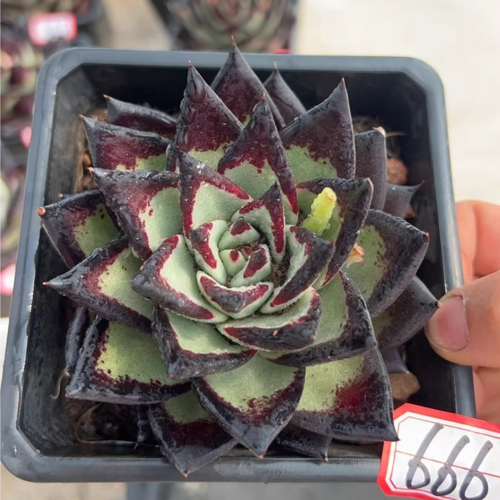 7-8cm Echeveria agavoides ebony