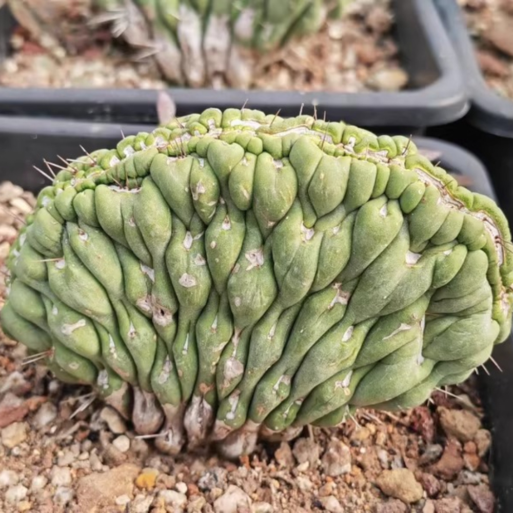 7-9cm  Eulychnia Castanea Cristata