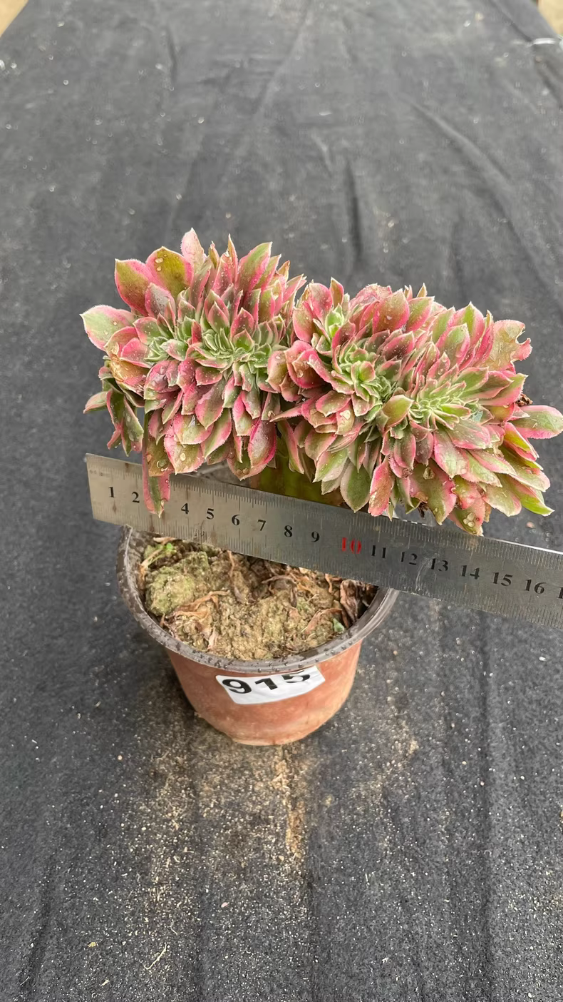 12cm Aeonium Pink Witch Variegata Cristata