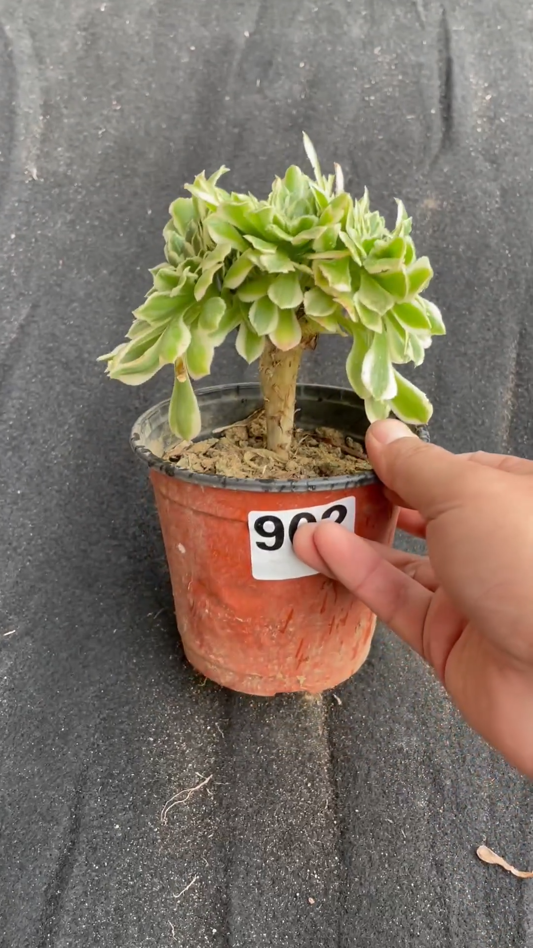 10cm Aeonium Arboreum MaiBach Variegata Cristata