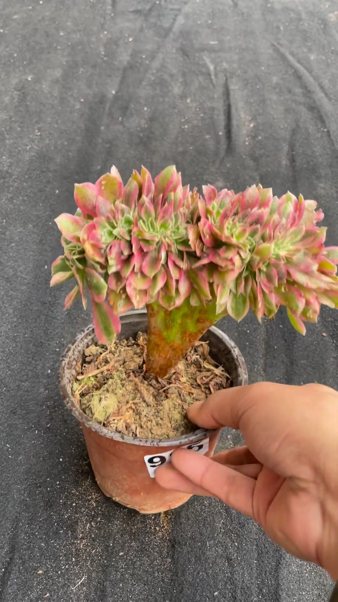 12cm Aeonium Pink Witch Variegata Cristata
