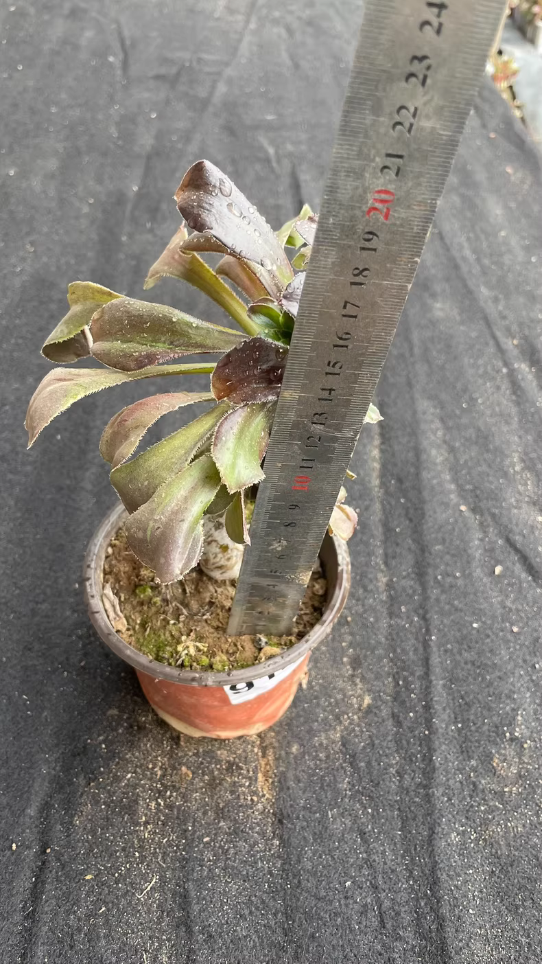 10cm eonium arboreum grey Cristata