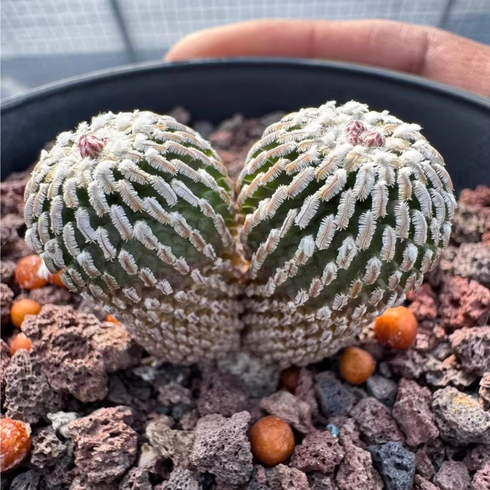 6-7cm Double heads Turbinicarpus pseudopectinatus