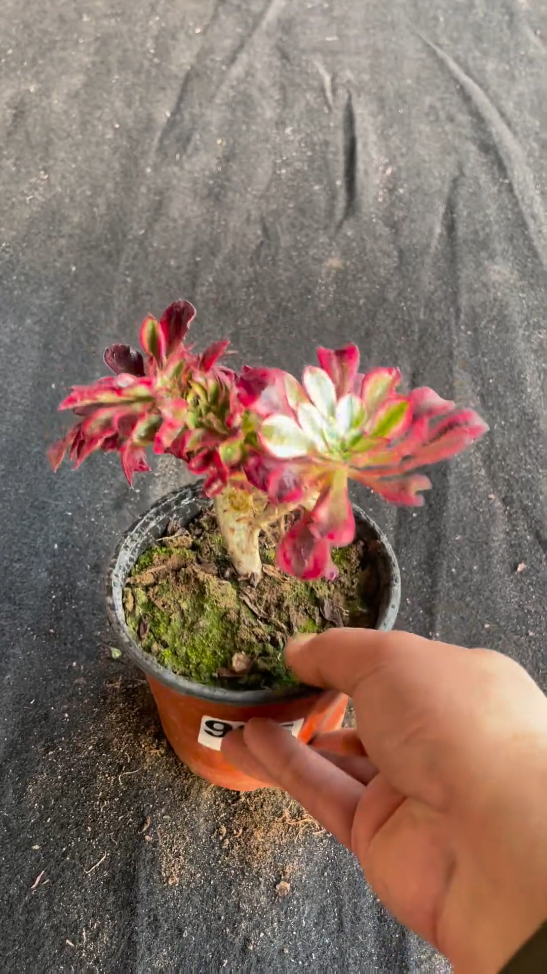10cm Sempervivum Variegated Cristata