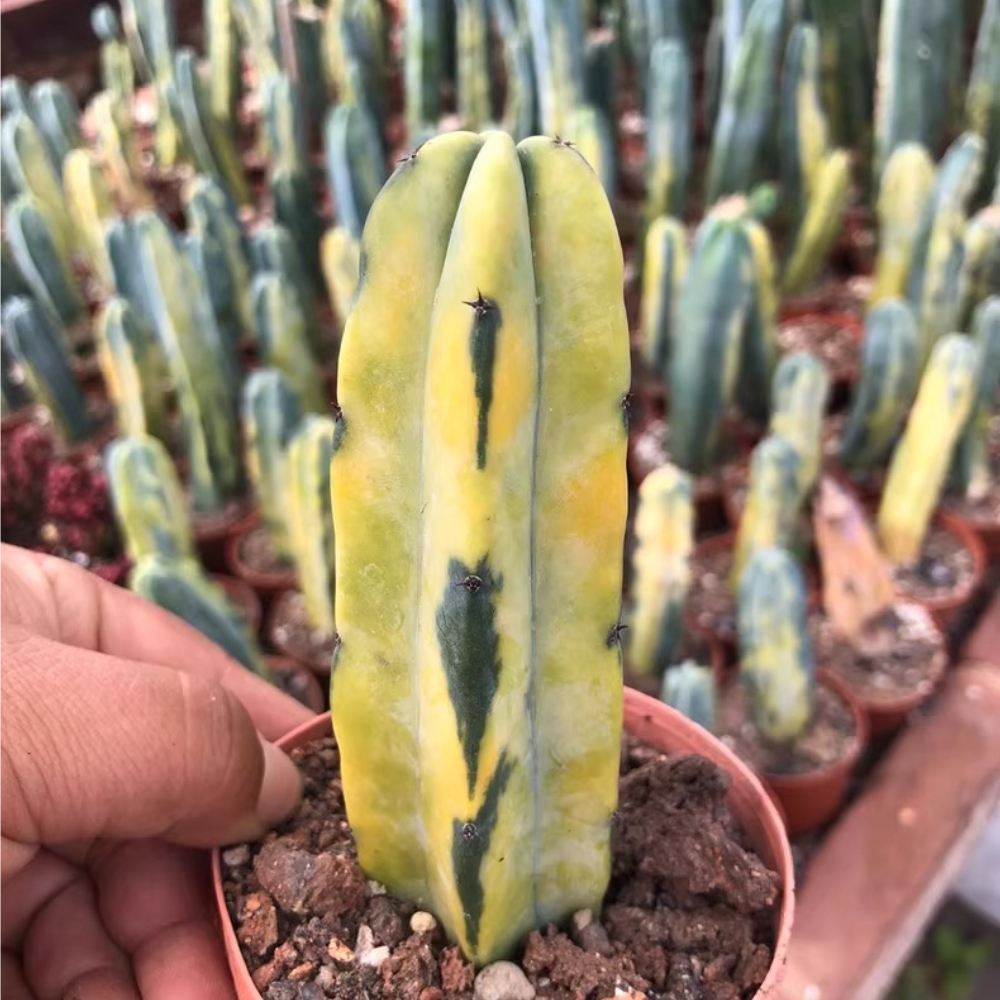 8-10cm Myrtillocactus geometrizans Variegated
