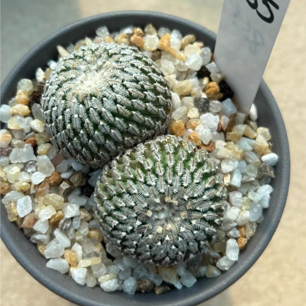 6-7cm Double heads Turbinicarpus pseudopectinatus