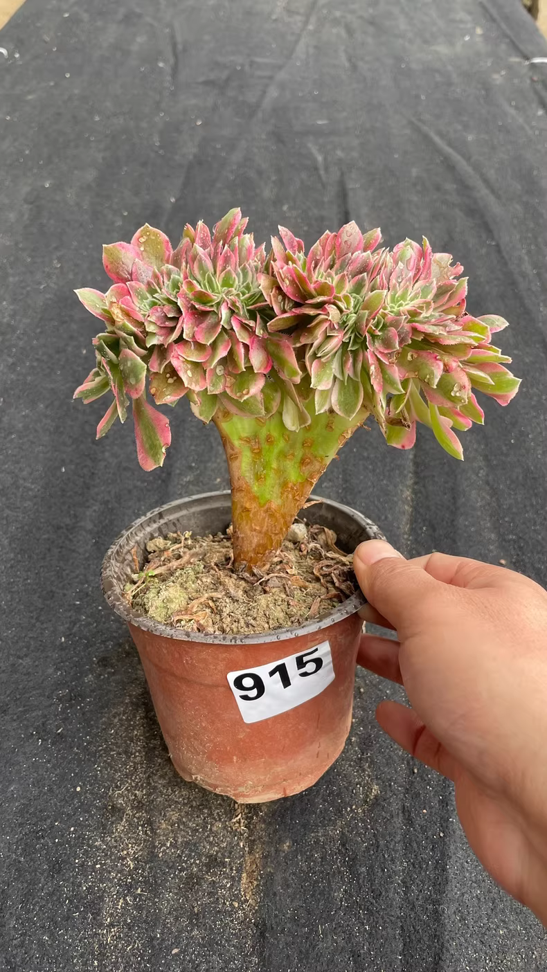 12cm Aeonium Pink Witch Variegata Cristata