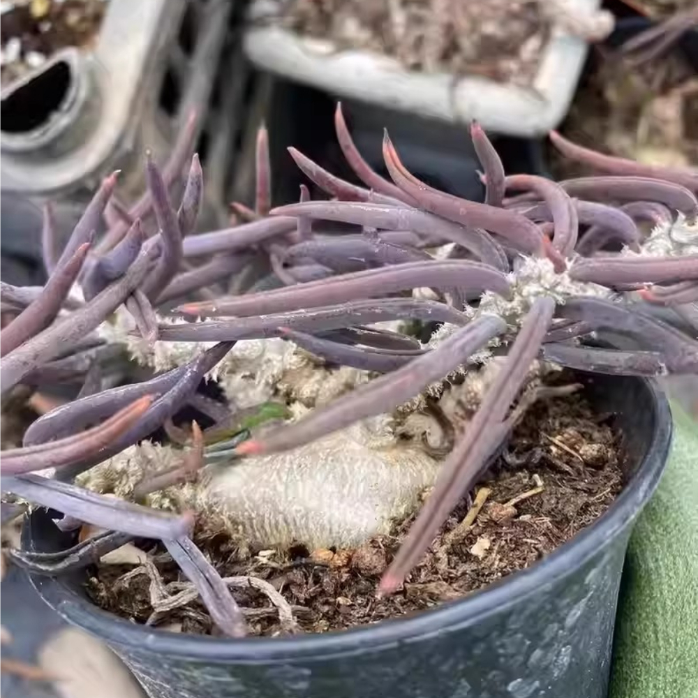 4-5cm Euphorbia cylindrifolia