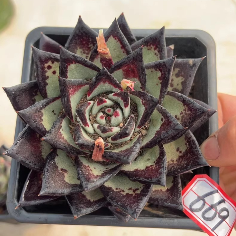 7-8cm Echeveria agavoides ebony