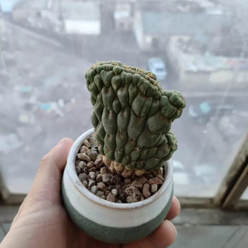 7-9cm  Eulychnia Castanea Cristata