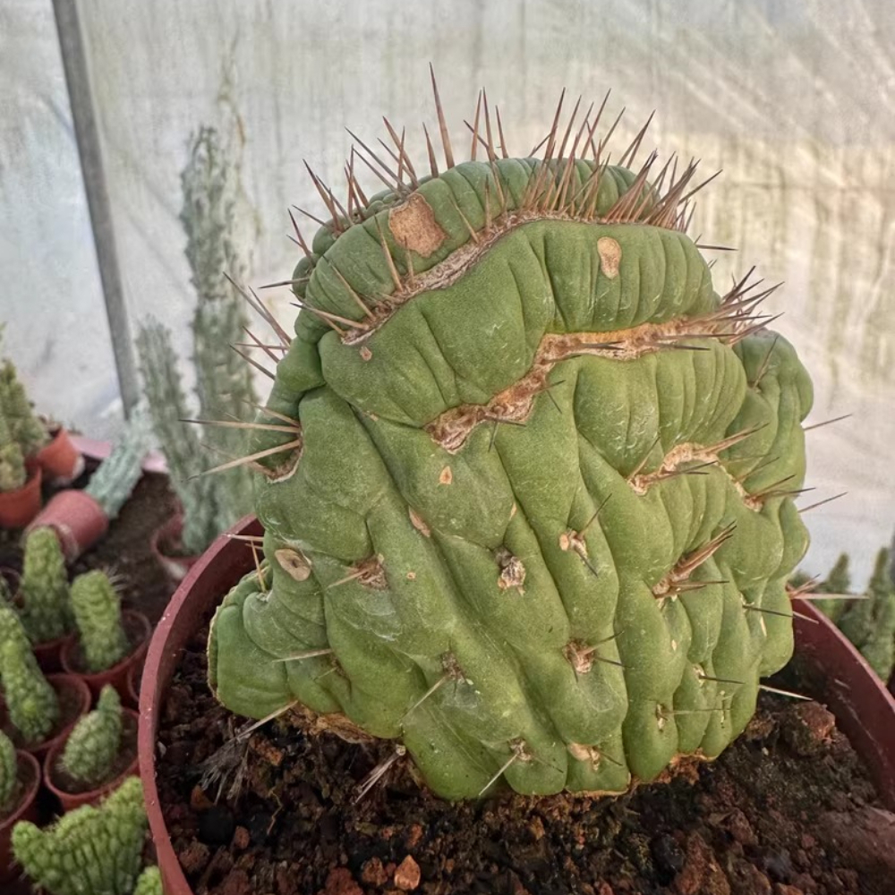 7-9cm  Eulychnia Castanea Cristata