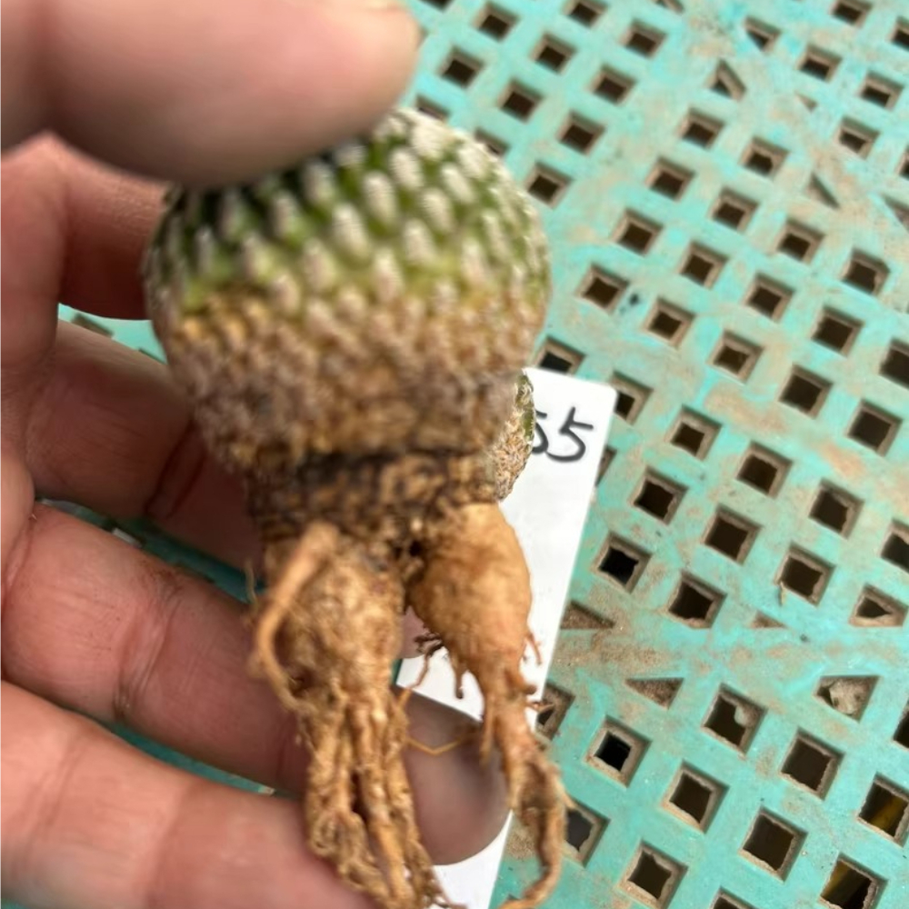 6-7cm Double heads Turbinicarpus pseudopectinatus